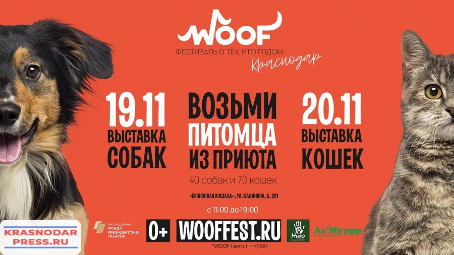 В Краснодаре Пройдёт Фестиваль Woof Для Знакомства Бездомных Кошек И Собак С Будущими Хозяевами